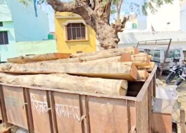 कॉर्बेट में सरेआम जंगल की लूट, अफसर सोते रहे, वन माफिया बेलगाम, अफसर लापरवाह – कॉर्बेट में सागौन की लूट।