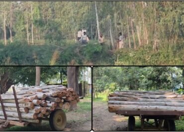 सिंचाई विभाग की चुप्पी बनी तस्करों की ढाल – करोड़ों की सरकारी संपत्ति पर लकड़ी माफियाओं का कब्ज़ा।