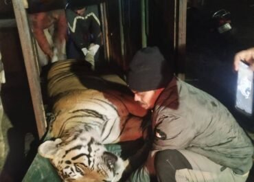 साँवल्दे में महिला को मारने वाले बाघ के शक में नर बाघ पकड़ा गया, डीएनए जांच जारी।