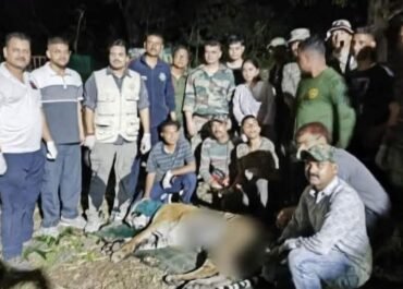 आखिर पकड़ में आया मौत का शिकारी! दो लोगों को मारने वाला नरभक्षी बाघ ट्रेंक्यूलाइज।