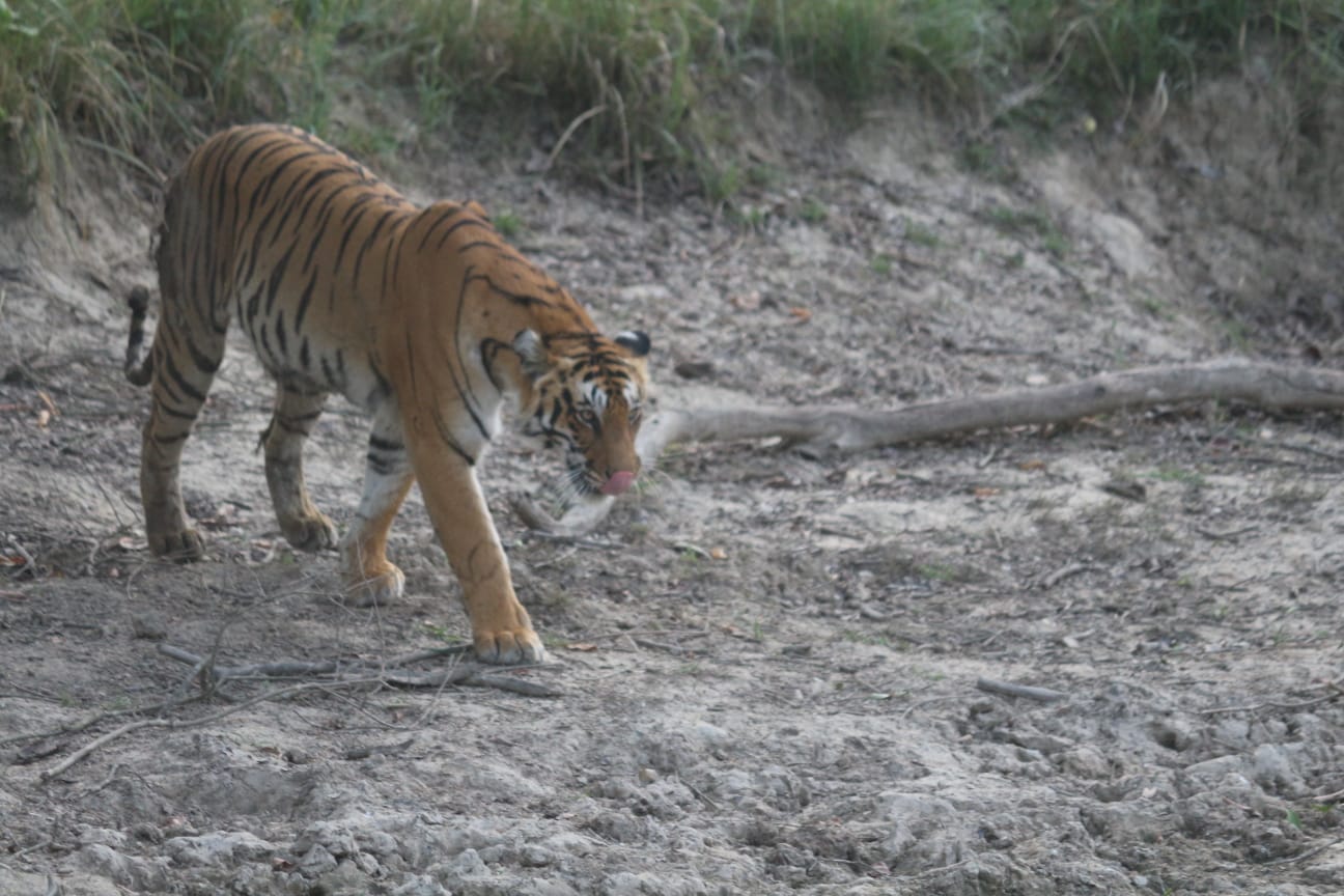 तीन घंटे तक वाटर हॉल के पास डटी रही बाघिन, गार्जिया जोन में पर्यटकों को मिले रोमांचक दीदार।