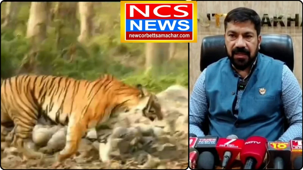 कॉर्बेट से राजाजी भेजे जाएंगे पांच और बाघ, NTCA और केंद्र से मिली दूसरे चरण की मंजूरी।